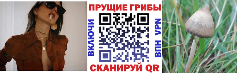 Псилоцибиновые грибы Cubensis  купить наркотик  Кунгур 